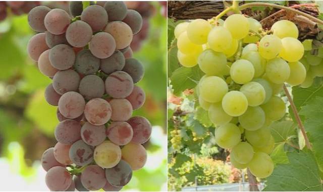 最新葡萄价格与科技产品介绍