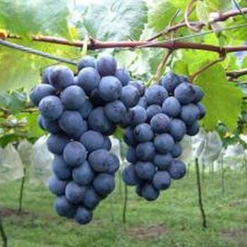 最新葡萄价格与科技产品介绍
