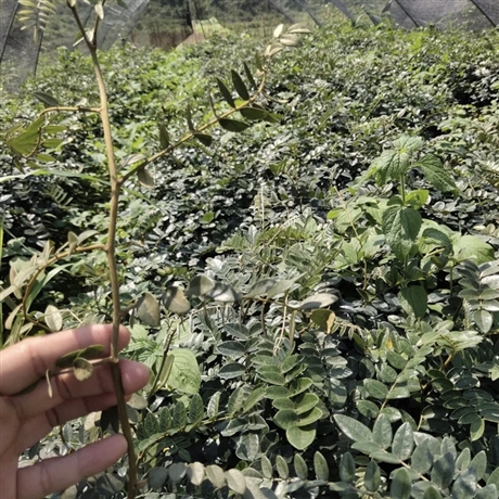 苦参最新价格，历史背景、重要事件与地位揭秘