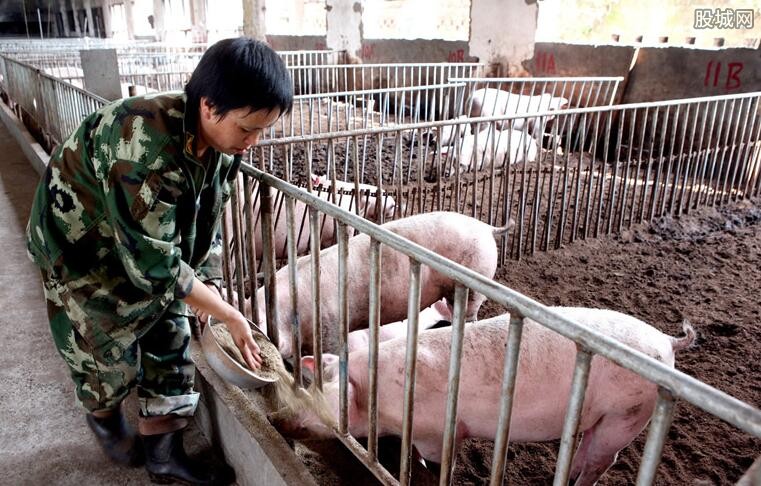 最新养猪行情下的励志篇章,拥抱变化,展现养猪业自信与成就感之路