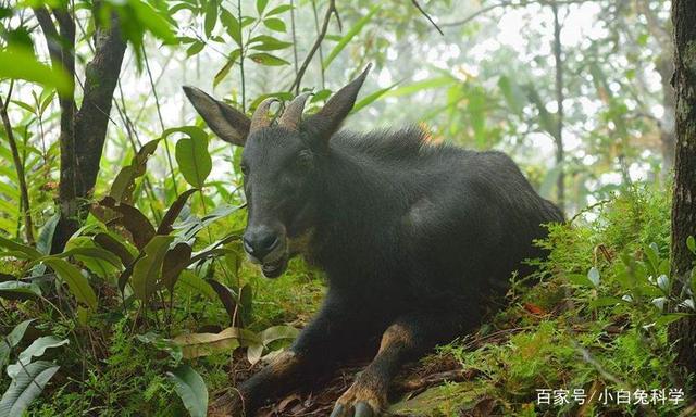 2024今晚最准四不像,快速问题处理_QFJ41.900见证版