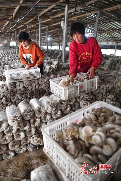 高科技智能温室大棚,重塑未来生活与农业新篇章