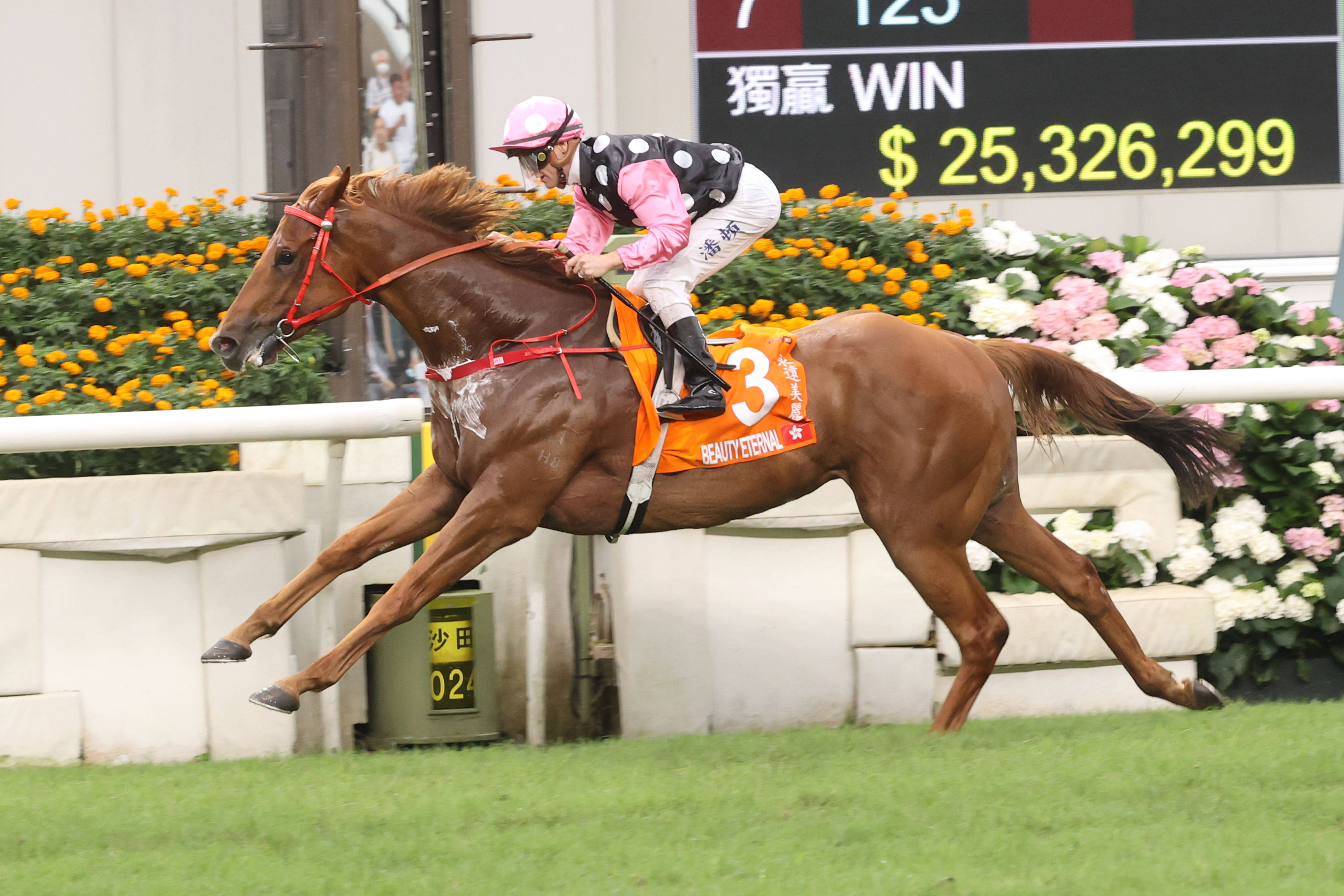 2024年香港买马资料,数据驱动方案_WJB23.664通行证版