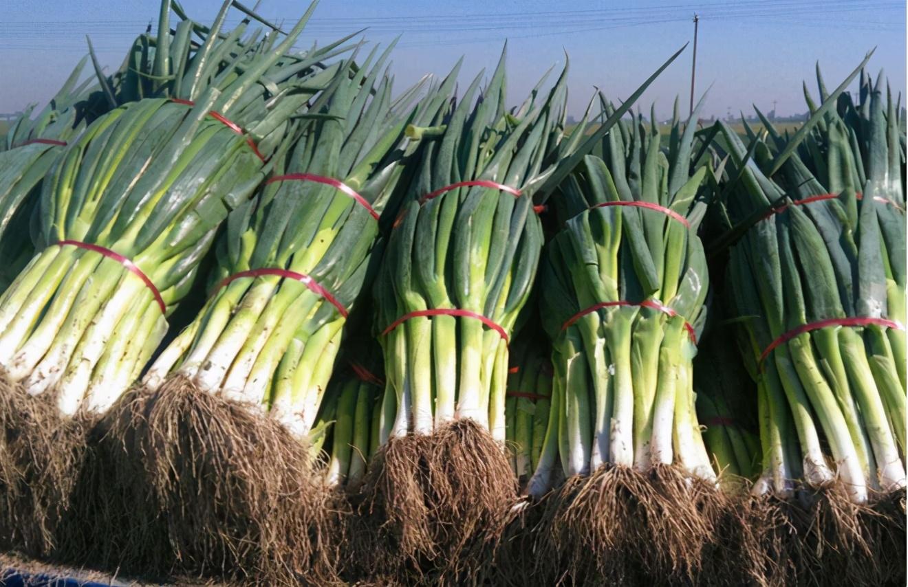 柑橘最新价格,柑橘最新价格,市场走势与选购指南