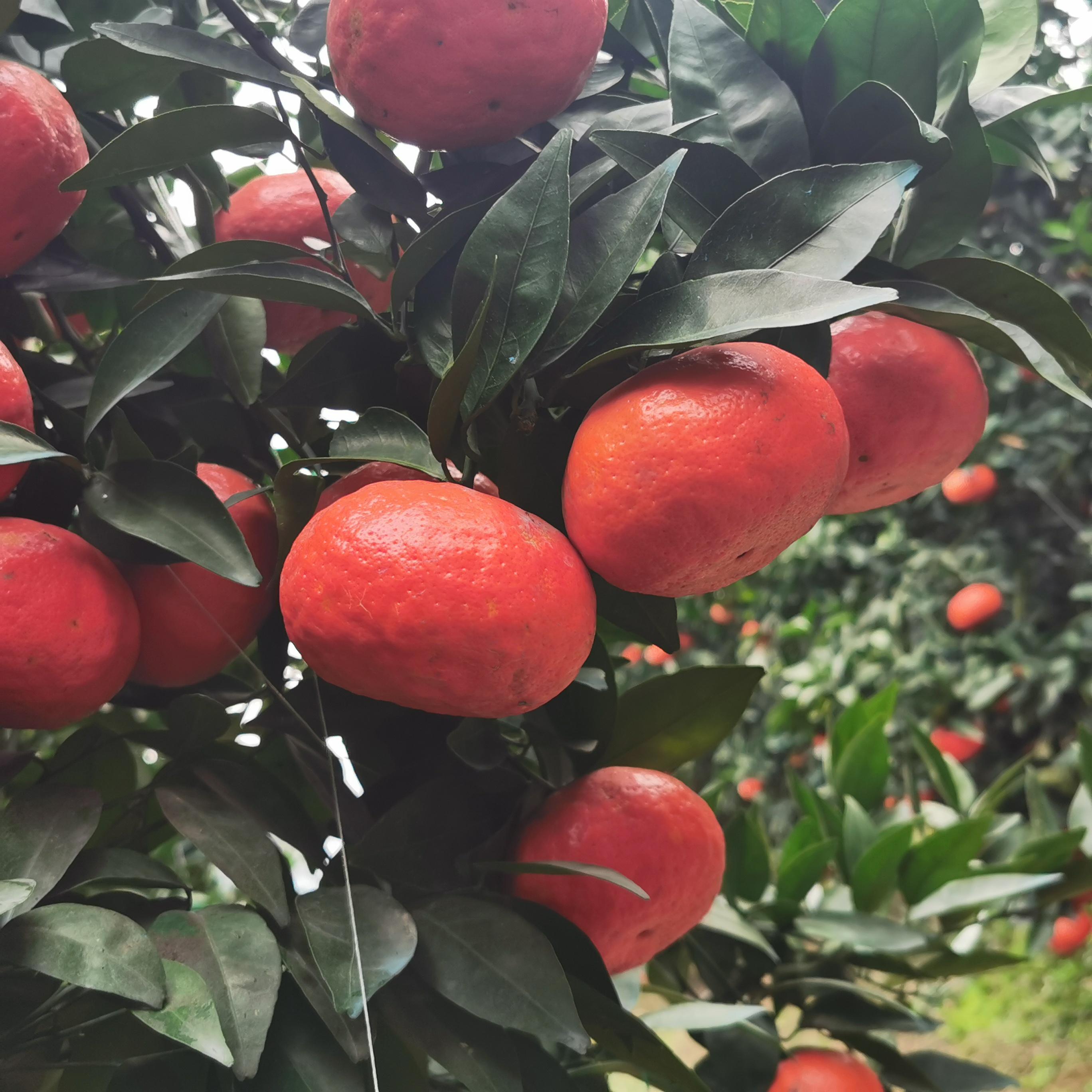 柑橘最新价格,柑橘最新价格,市场走势与选购指南