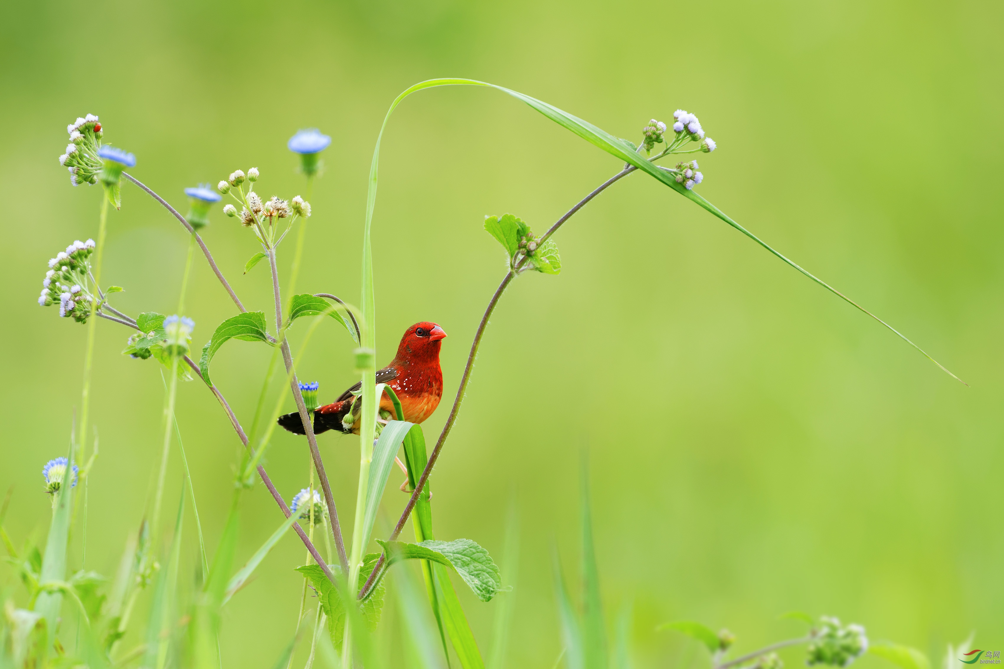 一点红论坛资料一点红独家,快速问题解答_PTY93.315社区版