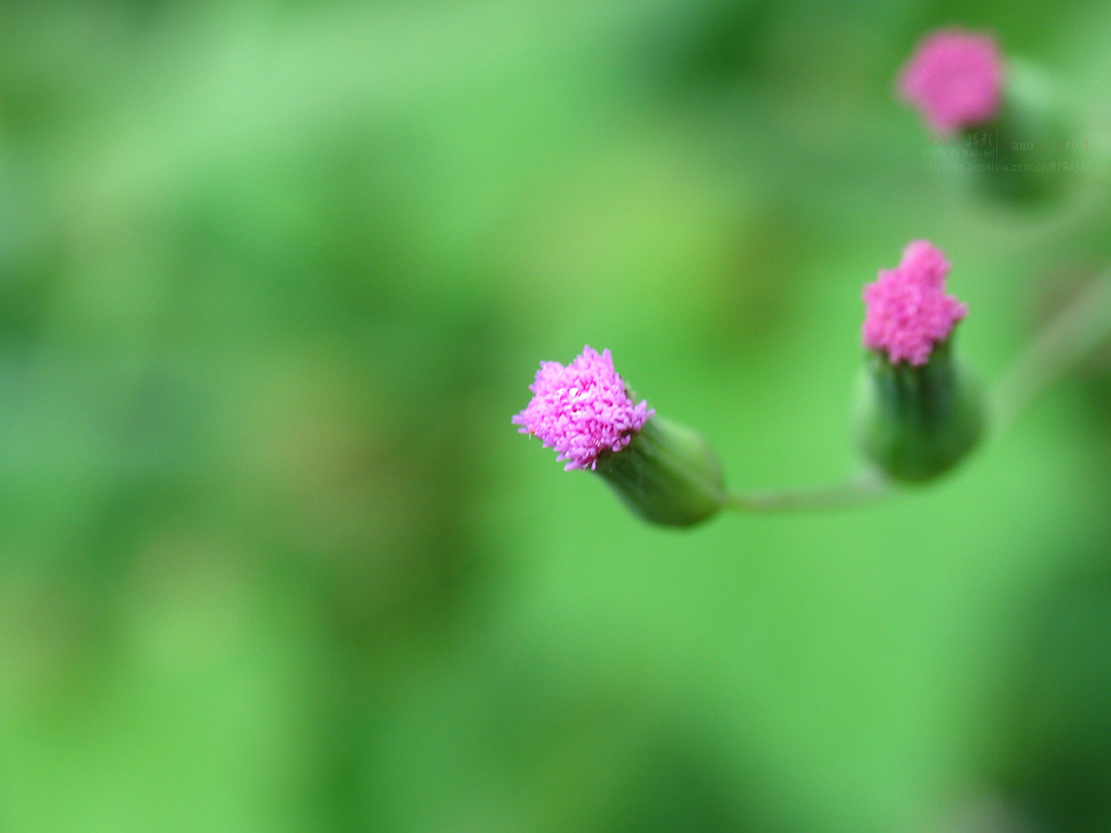 一点红论坛资料一点红独家,快速问题解答_PTY93.315社区版