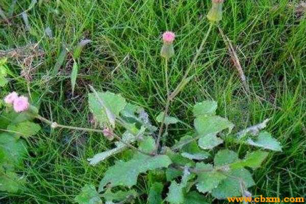 一点红论坛资料一点红独家,快速问题解答_PTY93.315社区版