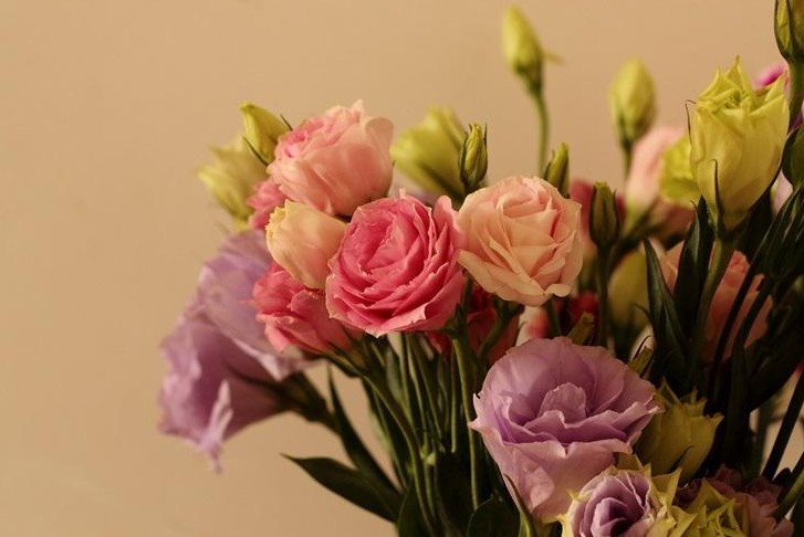 桔梗价格最新动态分析，最新行情及趋势预测