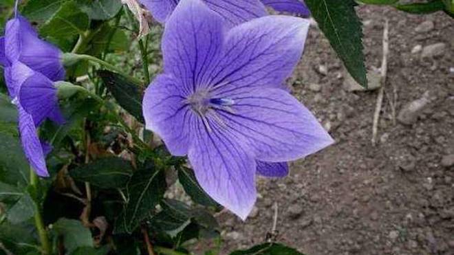 桔梗价格最新动态分析,最新行情及趋势预测