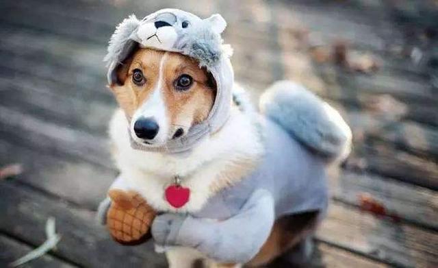 澳门六狗肖,高度协调实施_ILI93.381云端版