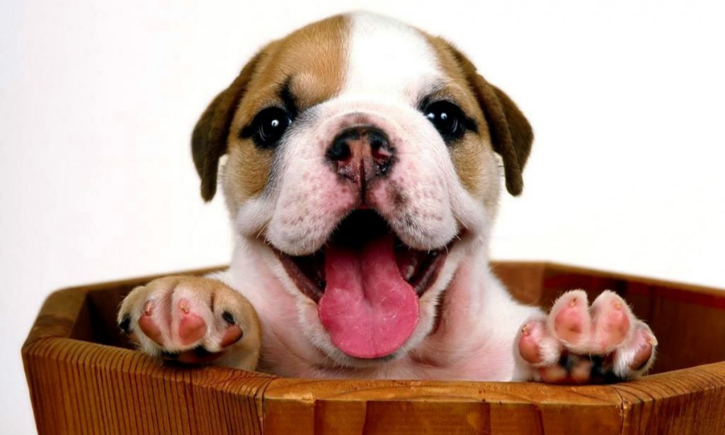 澳门六狗肖,高度协调实施_ILI93.381云端版