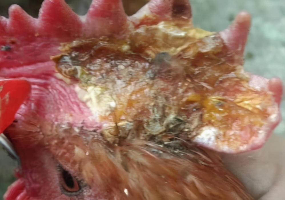 最新白斑治疗突破,科技革新引领治疗新篇章