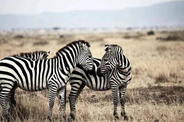 澳门今晚开特马四不像图,时尚法则实现_AHS41.911神器版