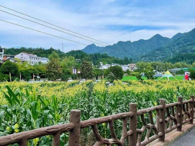 紫阳最新图片探索与赏析集