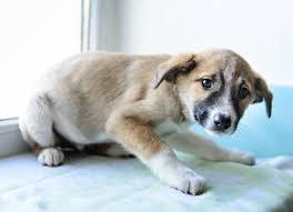 澳门六狗肖,定性解析明确评估_JUV97.902自由版