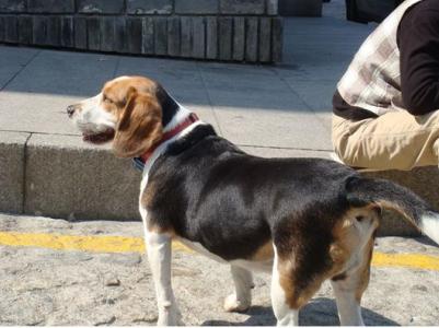 澳门六狗肖,定性解析明确评估_JUV97.902自由版