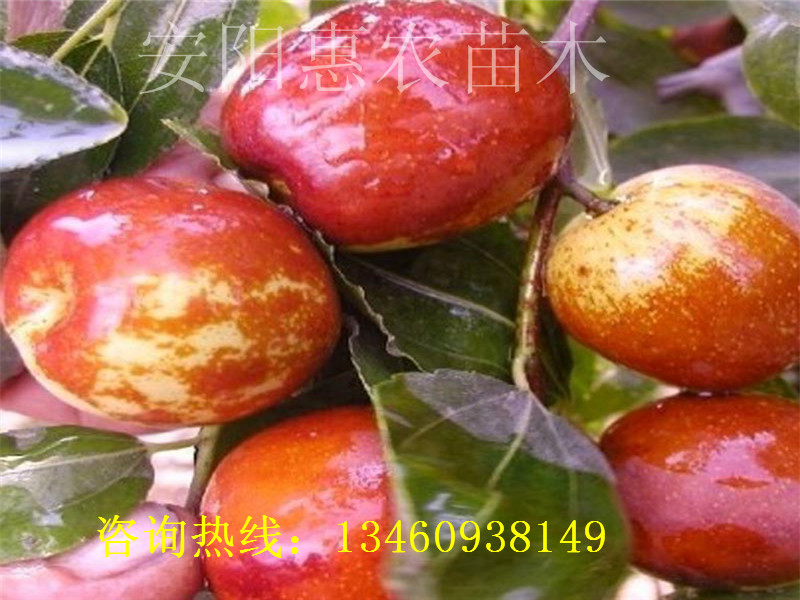 最新枣树品种,最新枣树品种，探索未来枣业的新希望