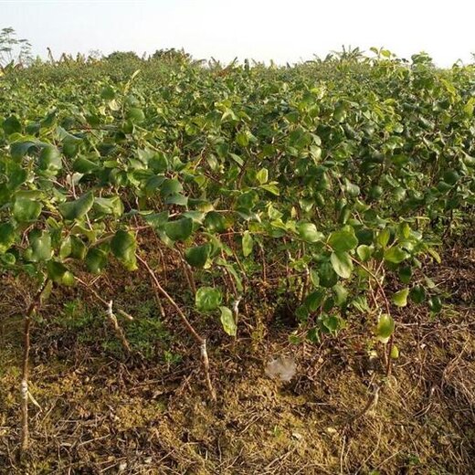 最新枣树品种,最新枣树品种,探索未来枣业的新希望