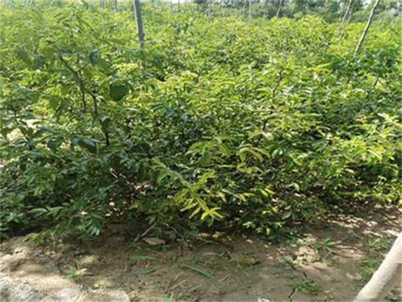 最新枣树品种,最新枣树品种,探索未来枣业的新希望