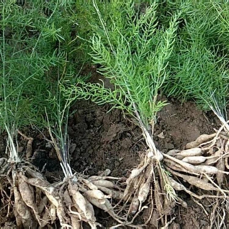 天冬最新价格揭秘,中药材市场最新动态概览