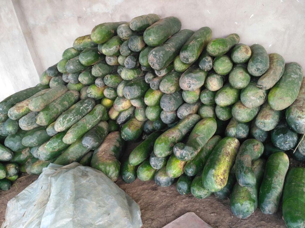 冬瓜最新价格概览，市场走势及选购指南