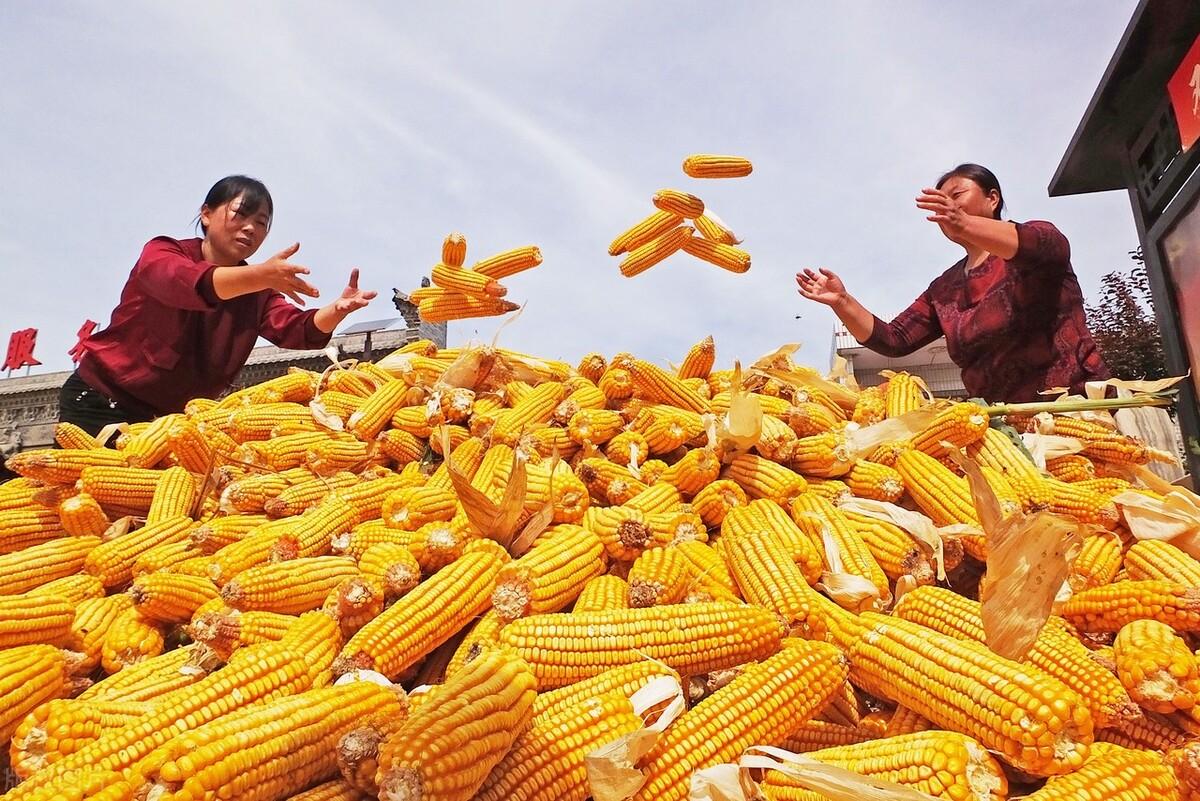 最新粮食行情解析，获取市场趋势的指南与分析方法