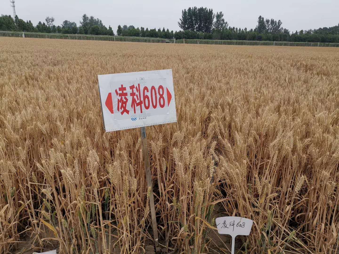 最新小麦良种，科技引领农业革新，生活因良种而不同