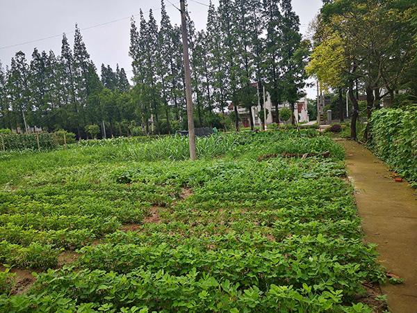 草草社区，追溯起源、见证发展，感受时代脉搏
