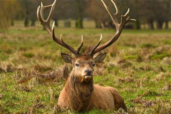 澳门四不像开奖记录,全面信息解释定义_FZJ41.920业界版