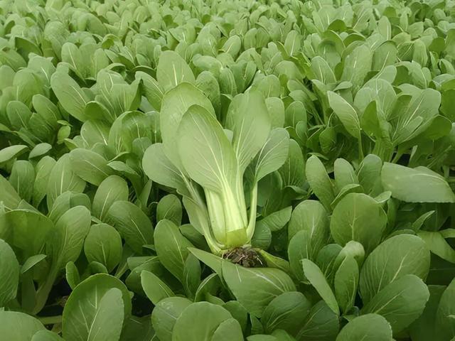 油菜最新价格动态,价值变化与自我成就的探索之旅