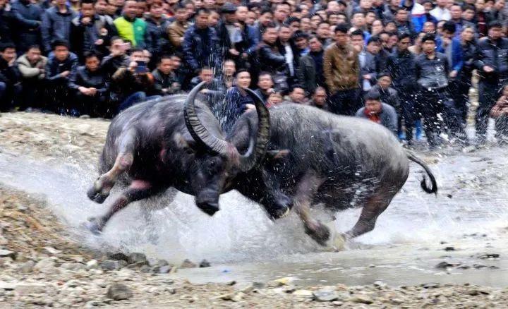 贵州最新斗牛，自信与成就感的源泉，展现斗牛风采