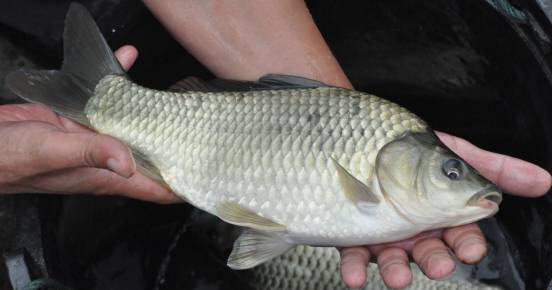 最新鲫鱼品种揭秘,福音降临,鲫鱼控的盛宴!