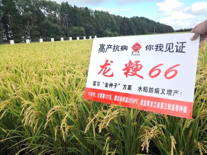 最新水稻补贴,最新水稻补贴申请步骤指南