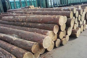 最新原木价格背后的故事揭秘，探寻木材市场温情脉络