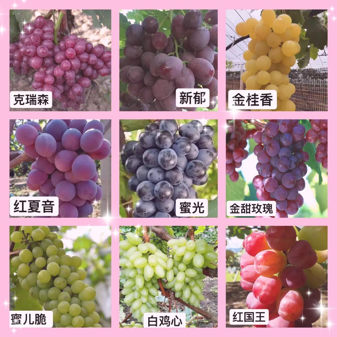 中国十大最新葡萄品种,中国十大最新葡萄品种与葡萄情缘的奇妙日常
