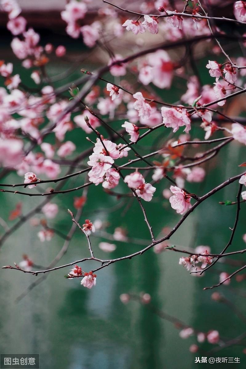 月倾城君墨最新章节,月倾城君墨最新章节,深度分析与个人立场