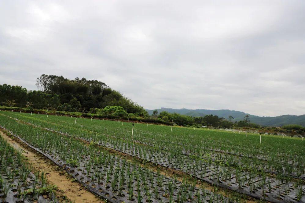 博罗县福田镇案件背后的温馨日常,友情与亲情的交织