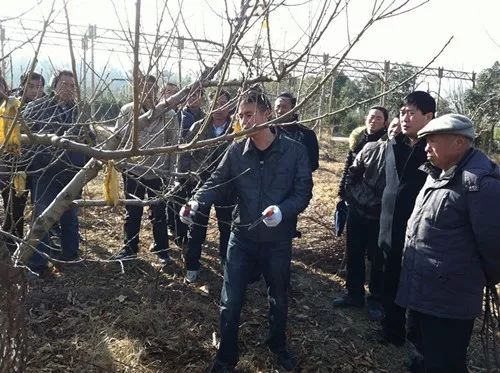 孙广军桃树修剪最新视频教程，步骤指南与技巧分享