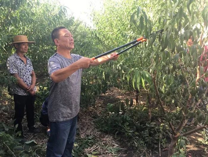 孙广军桃树修剪最新视频教程,步骤指南与技巧分享