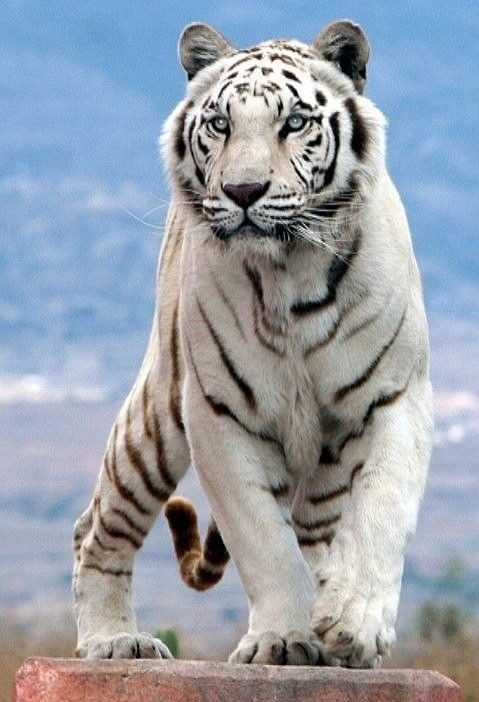 服务案例 第436页