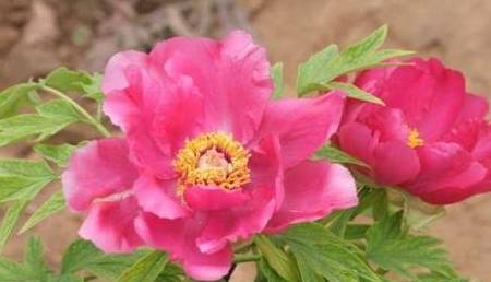 白小姐三肖三码必中生肖,机制评估方案_多功能版69.814