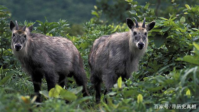 今晚四不像最准确一肖,精准解答方案详解_流线型版37.675