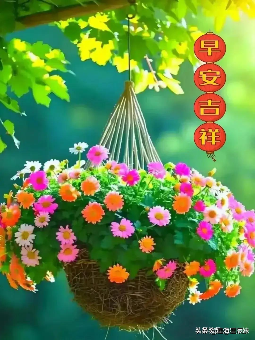 2024年天天彩免费资料大全,策略规划_效率版33.207