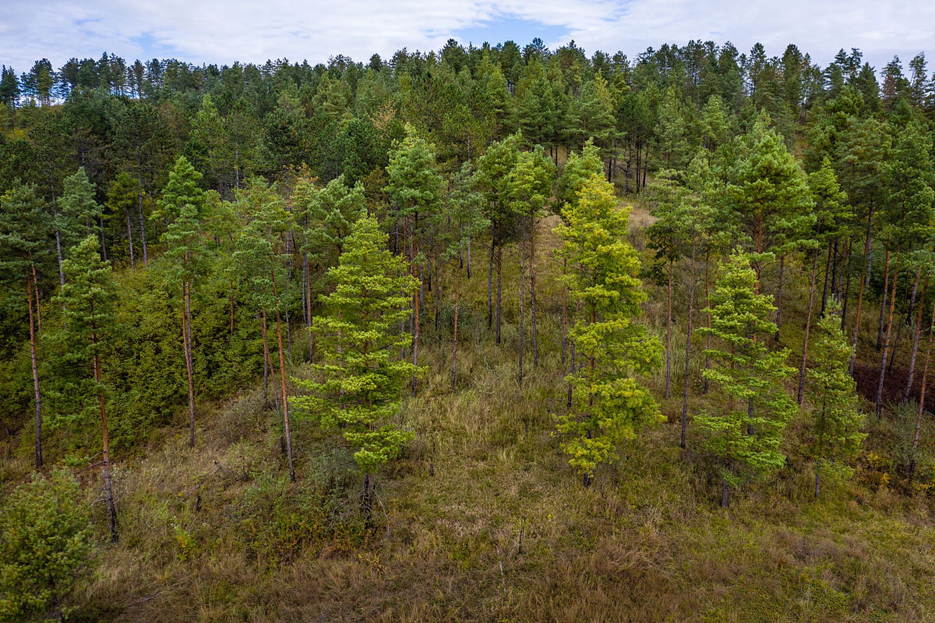 新澳综合资料免费提供,林业工程_VR版12.503