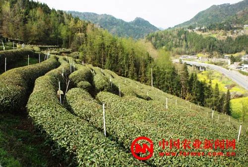 青川青青溪最新消息,青川青青溪最新消息,小巷中的隐藏瑰宝