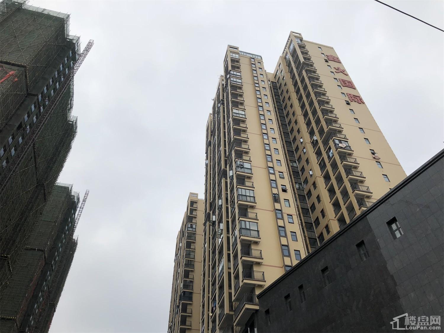 鑫火国际最新动态,心灵与自然的奇妙之旅