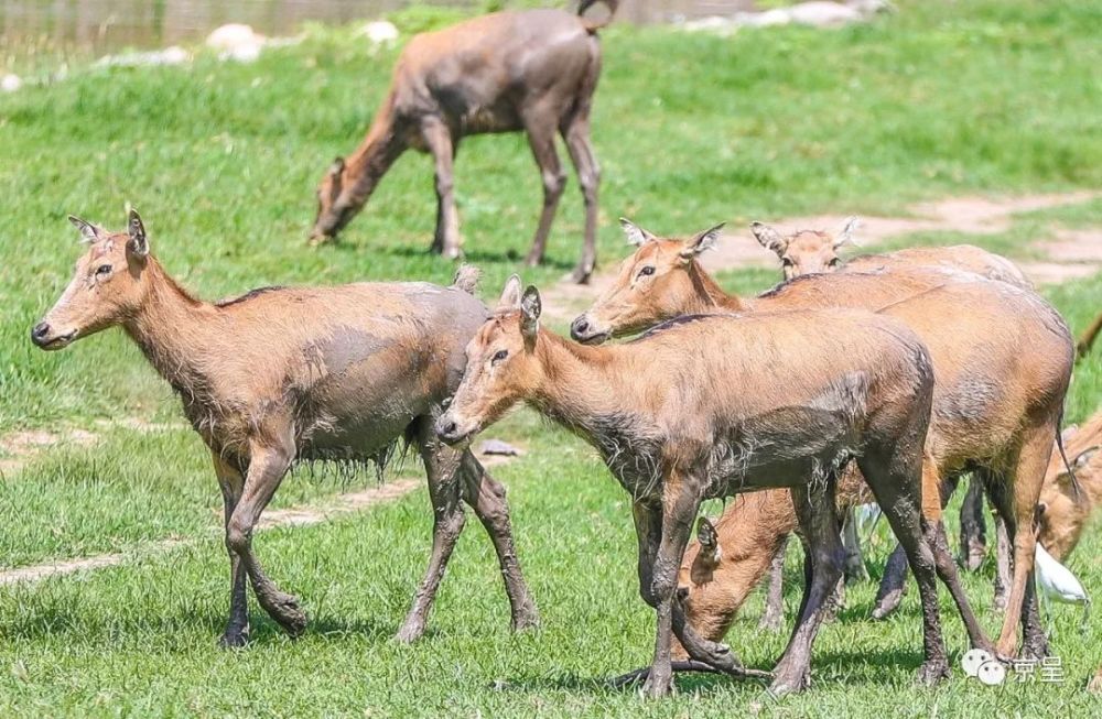 四不像正版资料内部,决策数学资料_紧凑版4.823