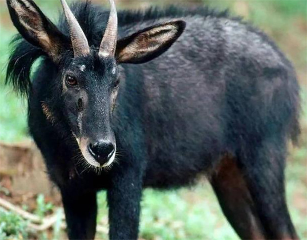 2024新版四不像图,创新策略执行_传达版17.508