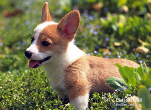 2024新奥正版资料四不像,快速问题处理_主力版54.977